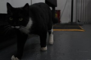 buskny_shirt_printing 023